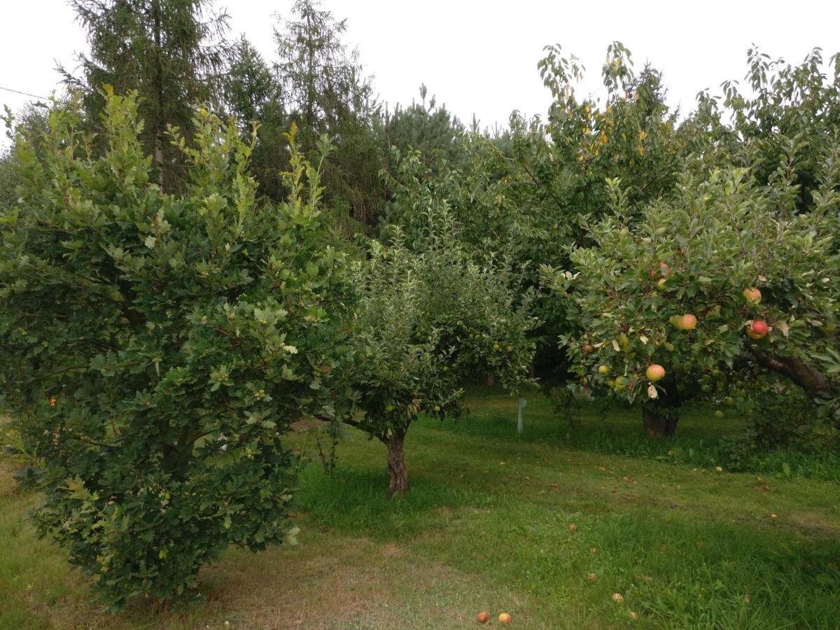 Agroturystyka Pod Czarna Sosna Bialy Lug Dış mekan fotoğraf